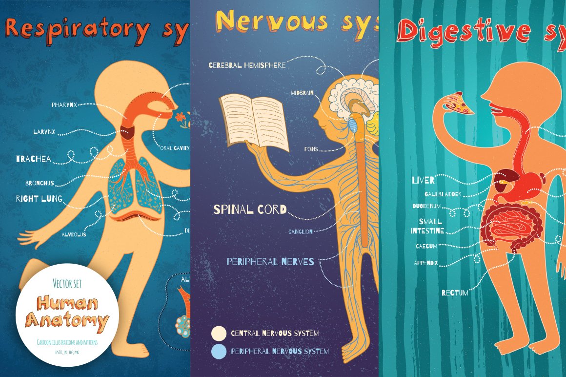 Human Anatomy for kids (260538) | Illustrations | Design Bundles