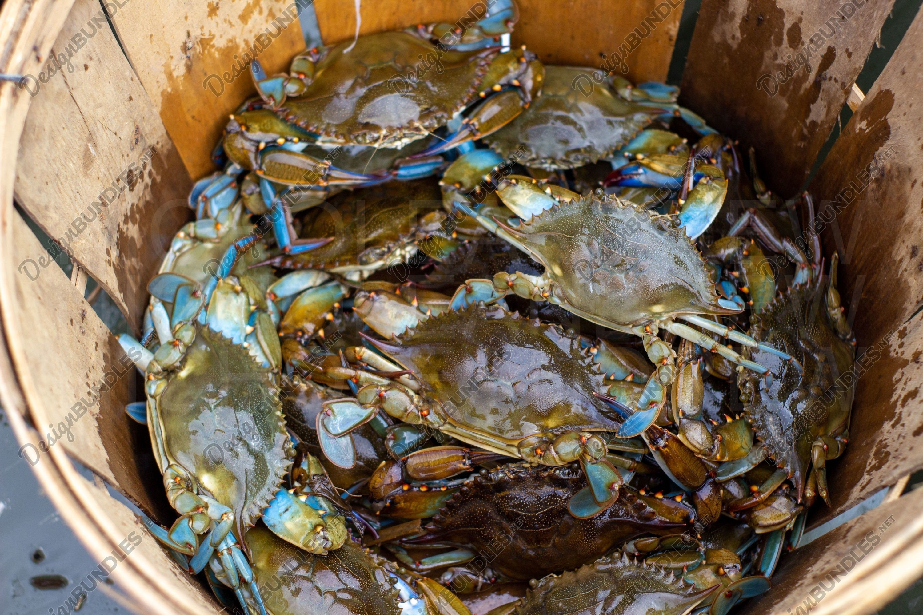Maryland Blue Crabs Bushel Basket Stock Photo (735661) | Animals | Design Bundles