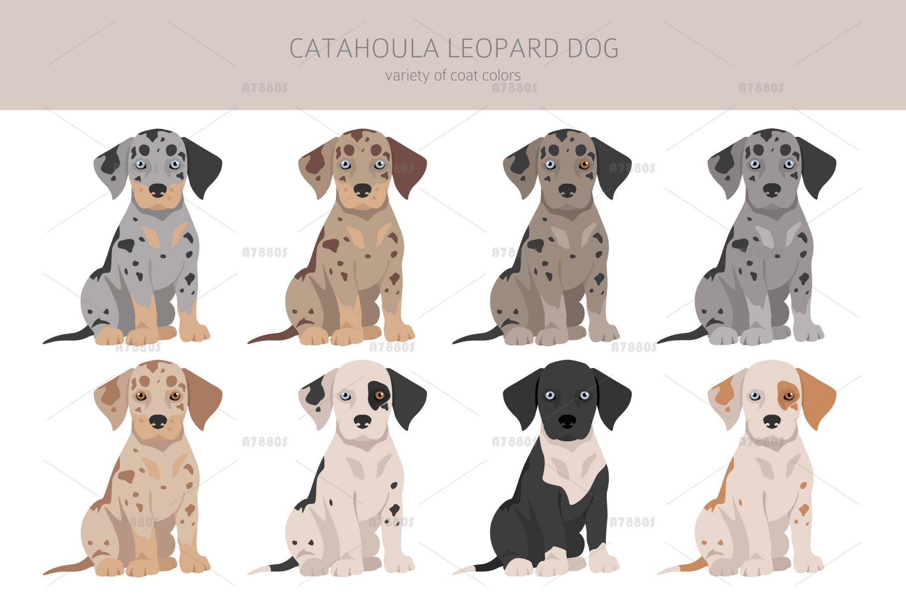 Leopard Dog Colors Patchwork Catahoula Catahoula Leopard Dog