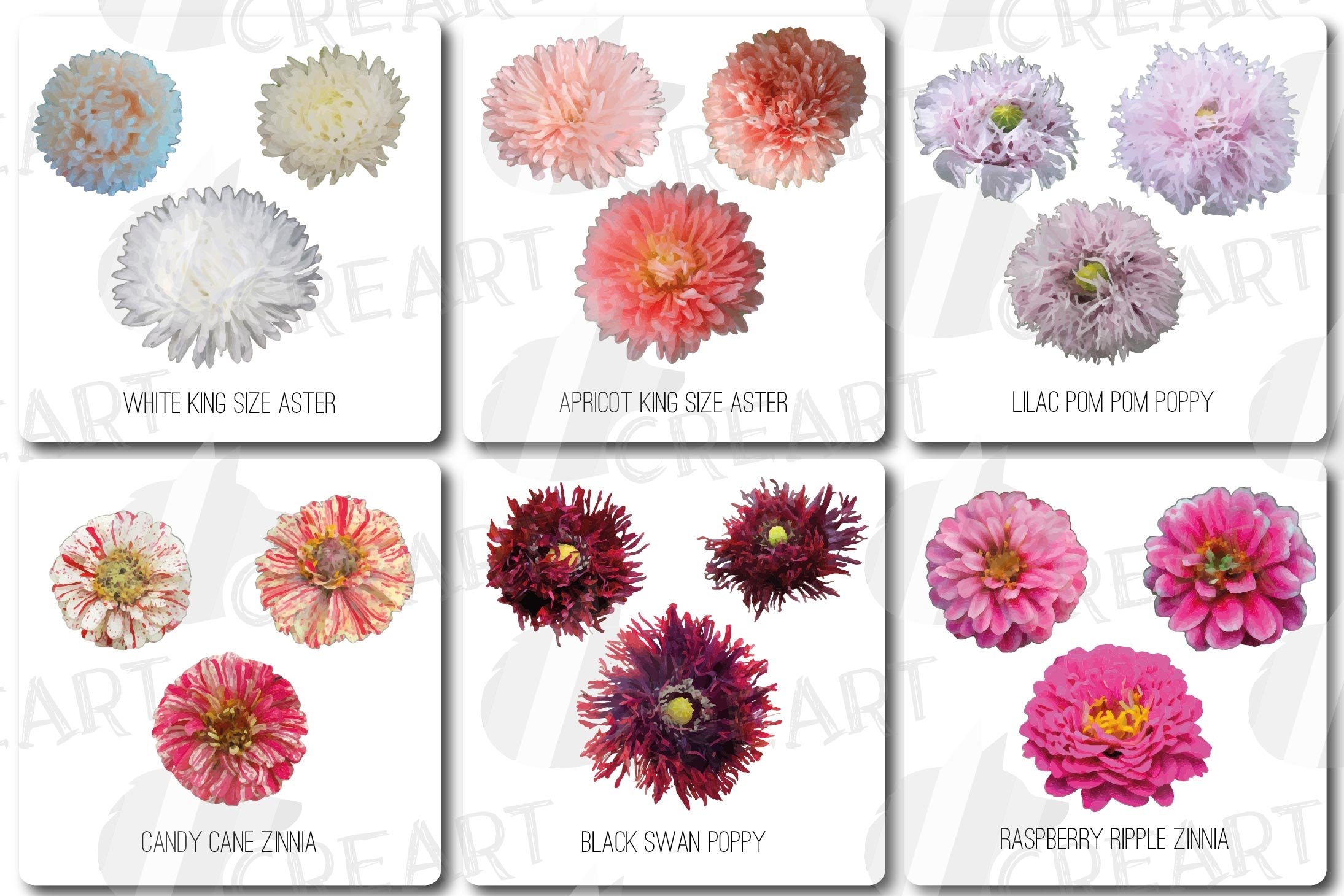 Watercolor Aster Poppy Zinnia Decoration And Card Design 876075 Illustrations Design Bundles