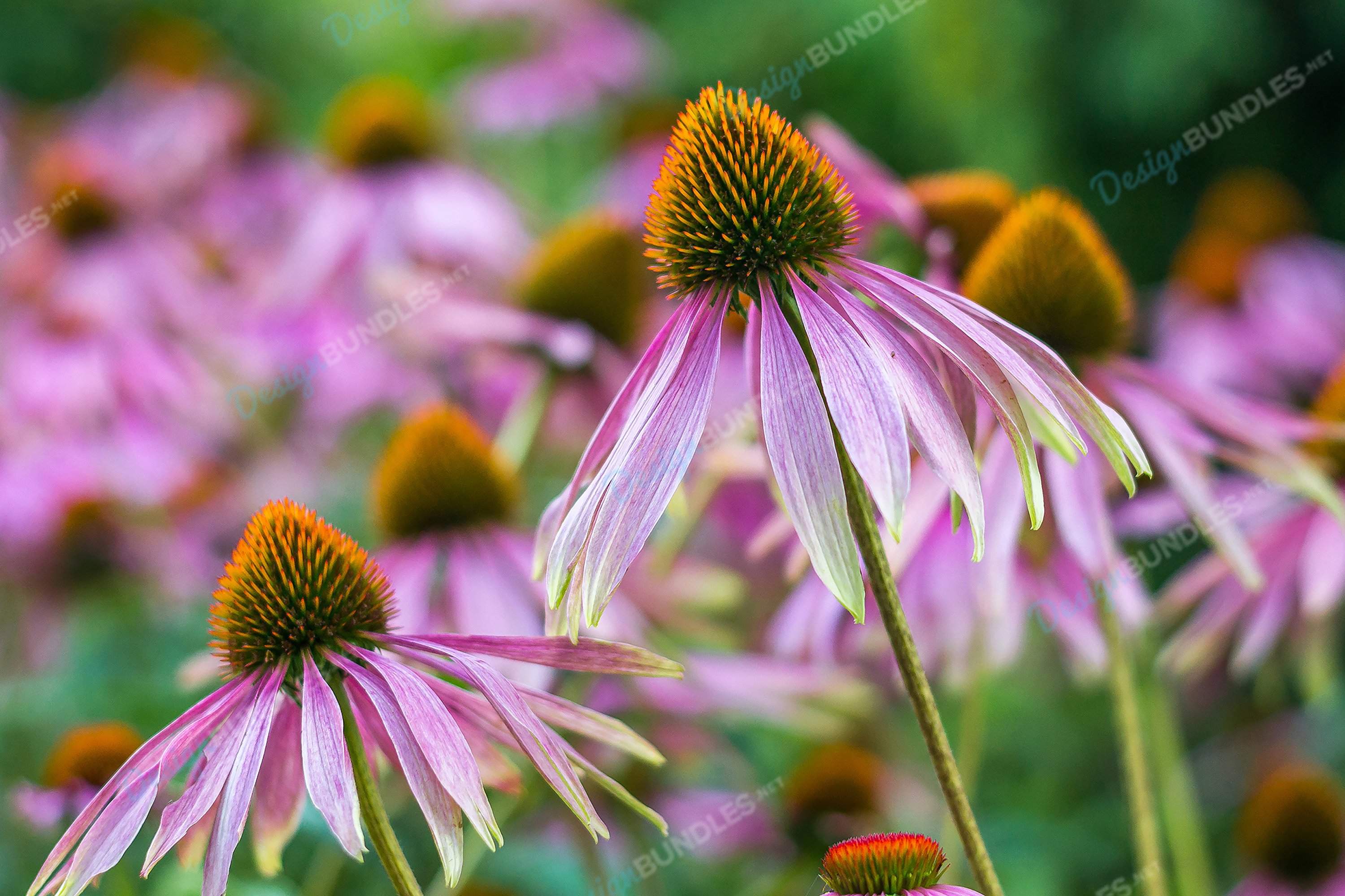 CloseUp Of Purple Coneflower Blooming Outdoors