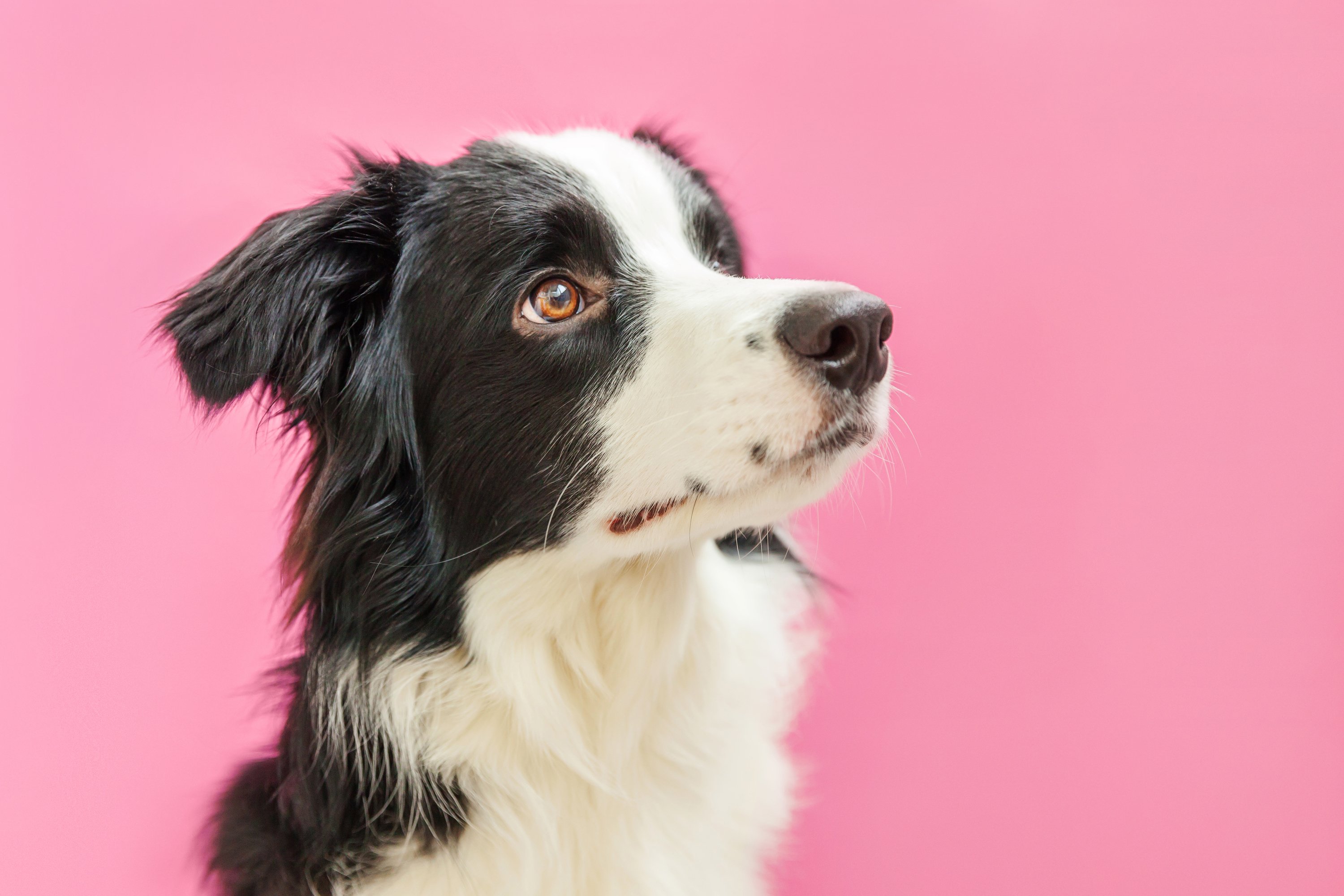 border collie pink nose