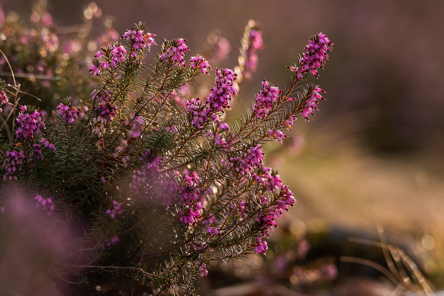 Small Pink Flowers Called Erica Nature Design Bundles