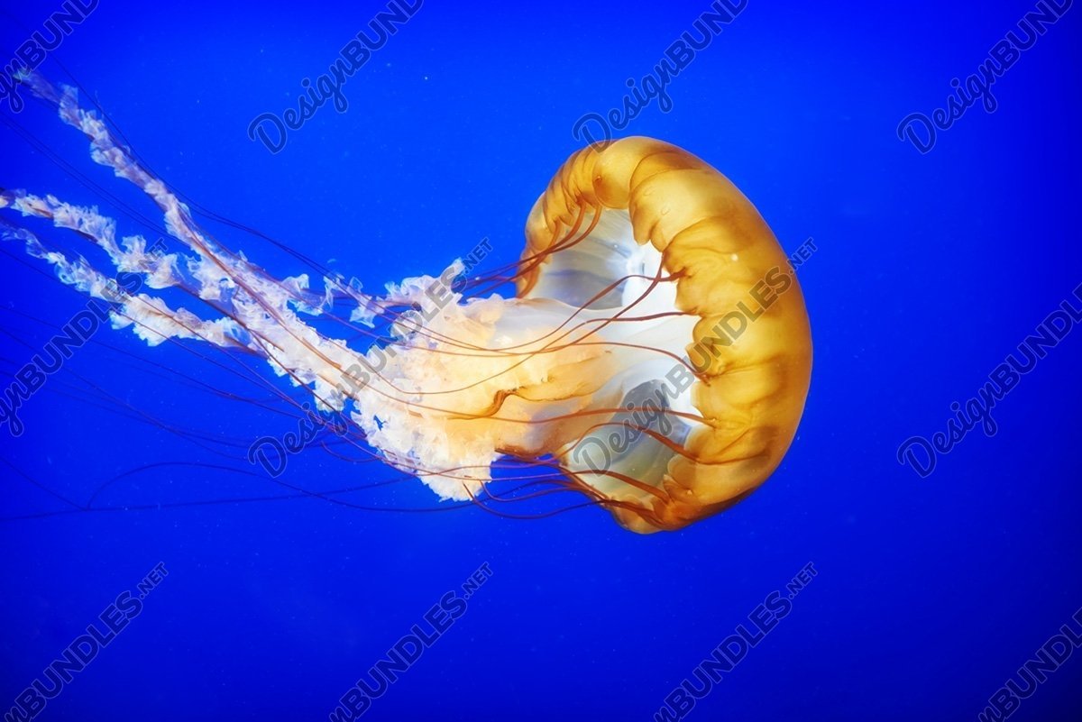 Orange jellyfish Chrysaora fuscescens or Pacific sea nettle, image size:1200x801