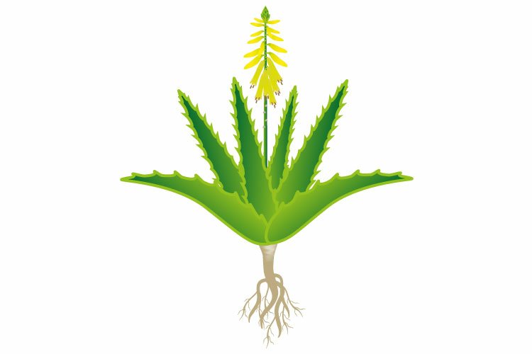 dracaena massangeana corn plant Dracaena Mass Cane 'Corn Plant' | Best Low-Light Houseplant XL (5-6 ft)