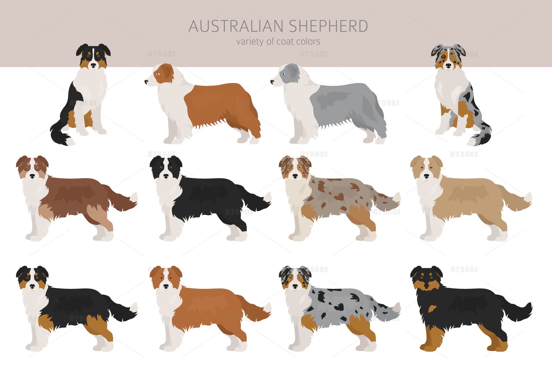 Australian shepherd clipart (1048075) | Illustrations | Design Bundles