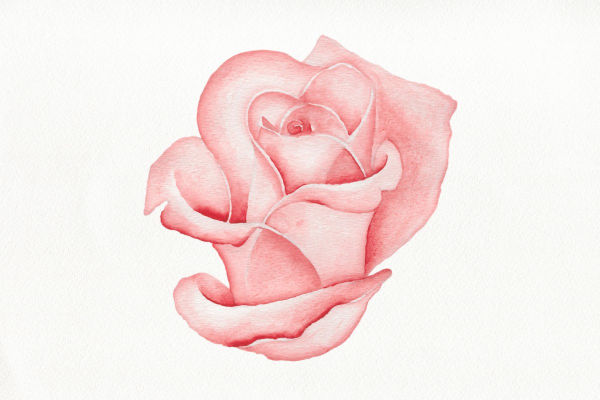 Realistic Pink Rose Drawing