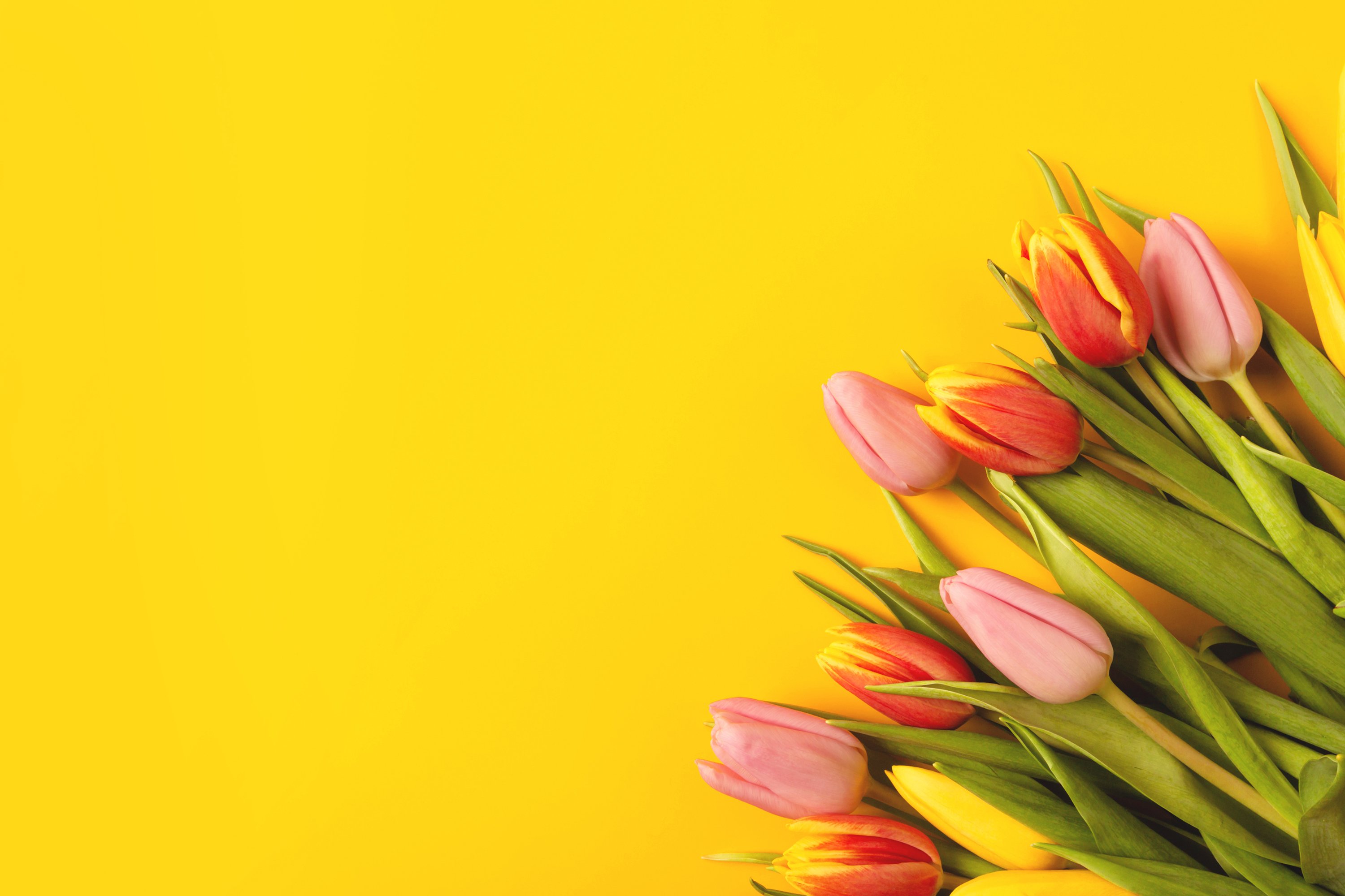 Banner with a bouquet of tulips on an yellow background. (592556