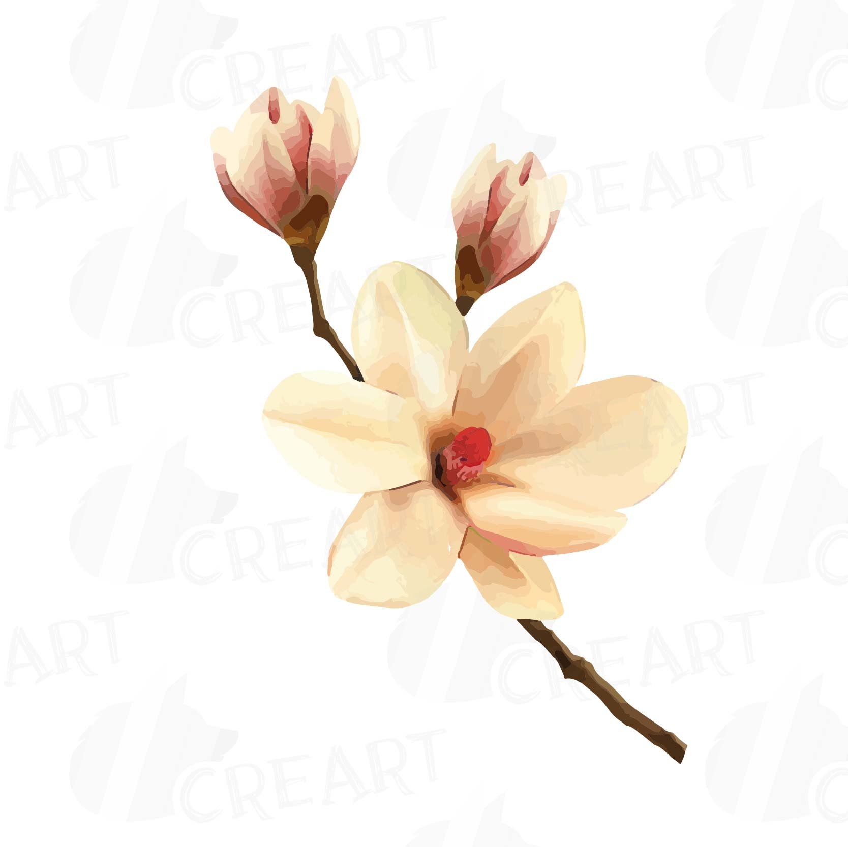 Watercolor white Magnolia flowers and leafs clip art pack, magnolias