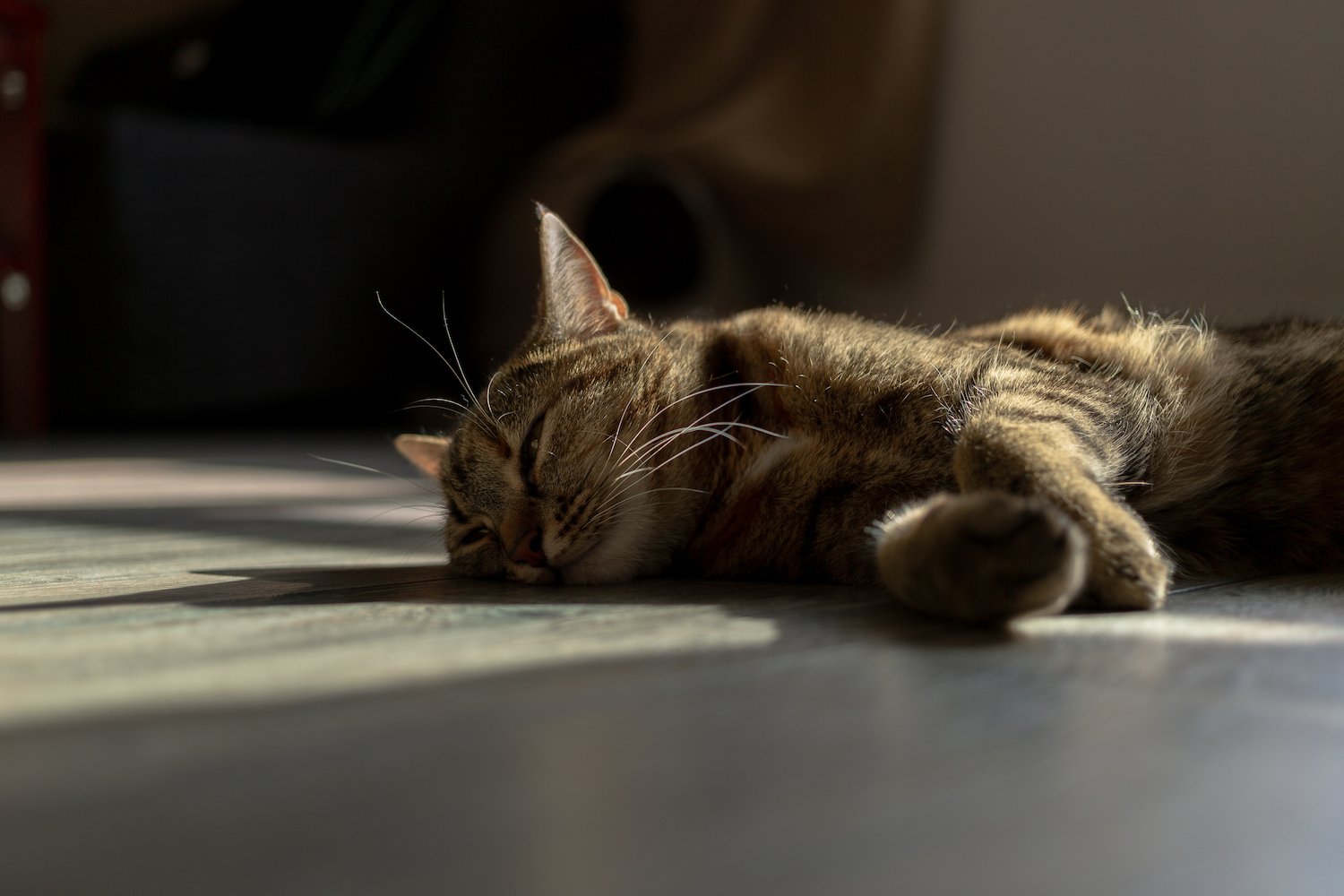 Cat laying in the sun