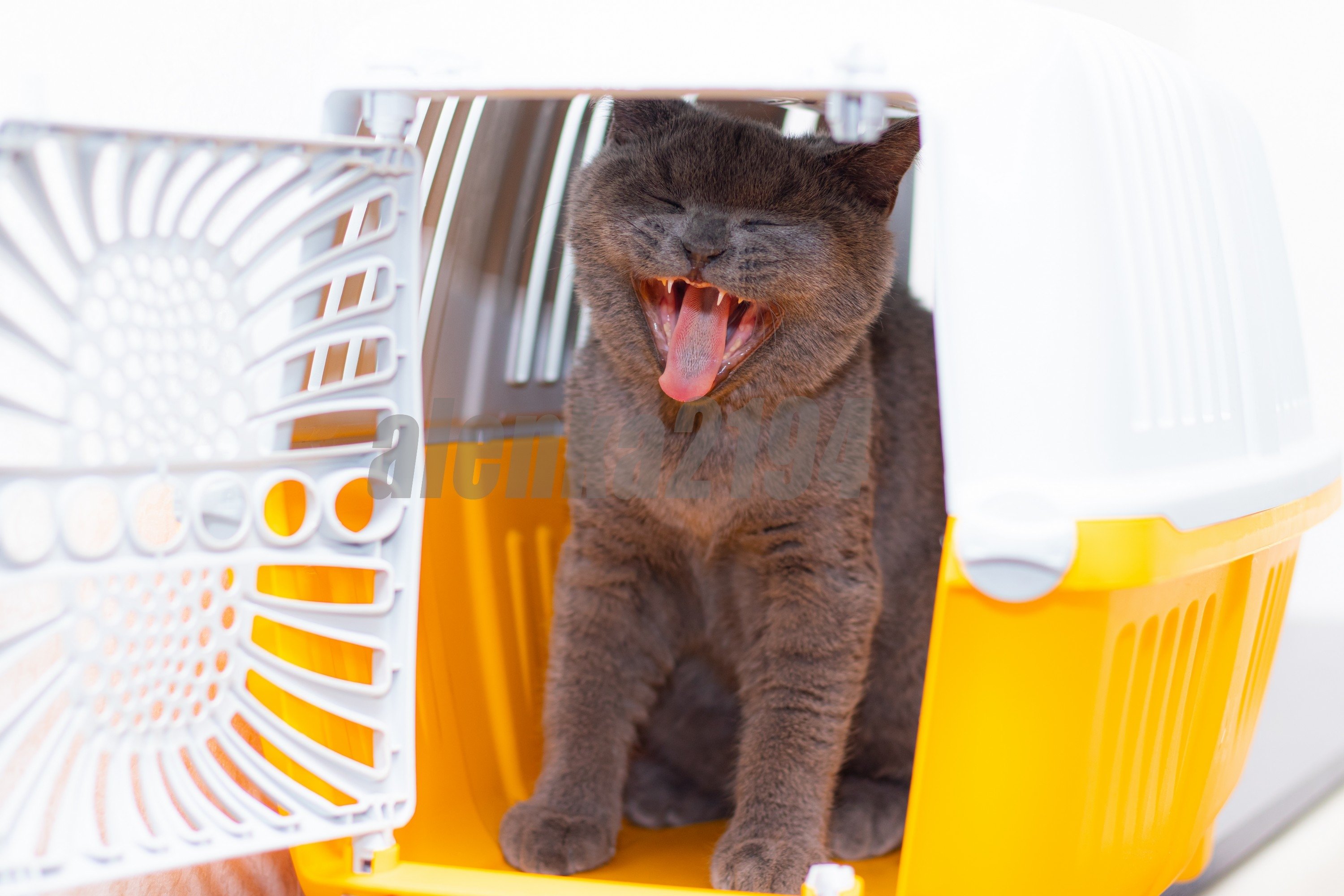 Cat in the carry. Cat transportation (629244) Animals Design Bundles