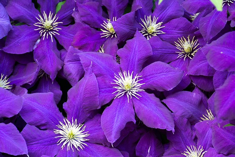 Purple Clematis Bouquet