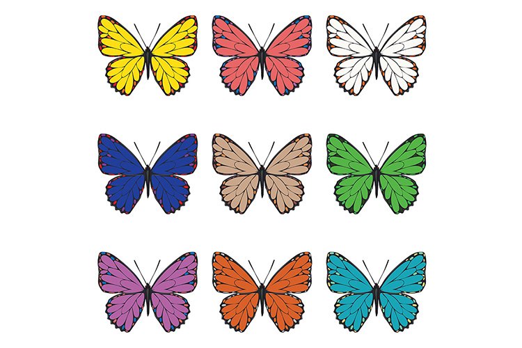 Colorful Butterfly Species
