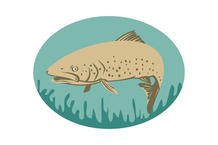 Spotted Or Speckled Trout Swimming Illustrations Design Bundles