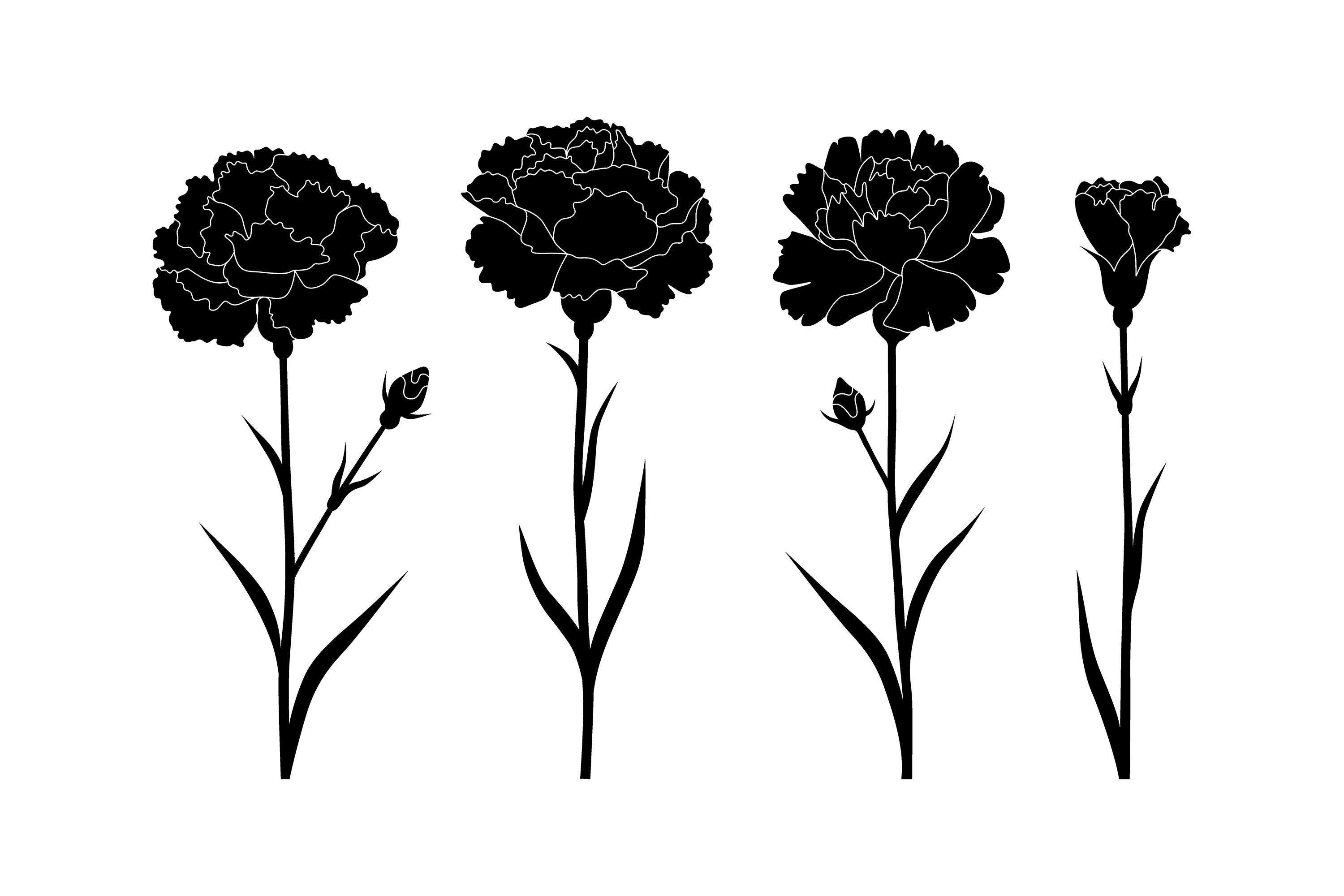 Carnation Flower SVG Bundle | Carnation Vector Clipart, image size:3000x2000
