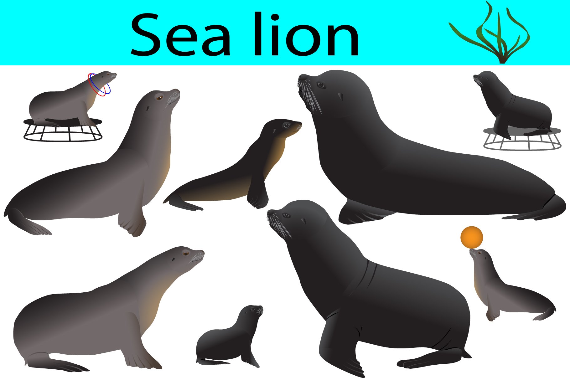 Sea lion (235414) | Illustrations | Design Bundles