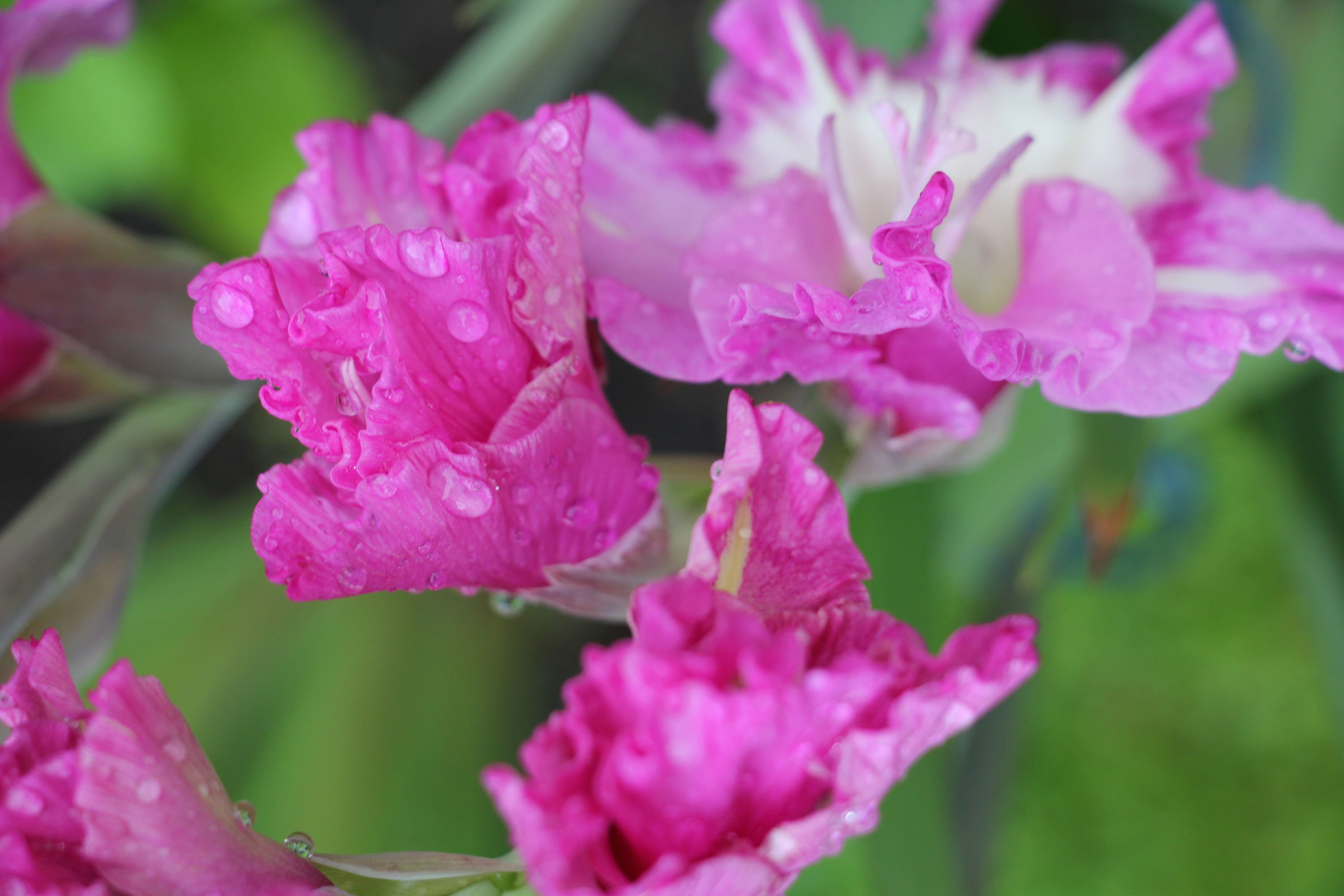 Gladiolus bloom time image