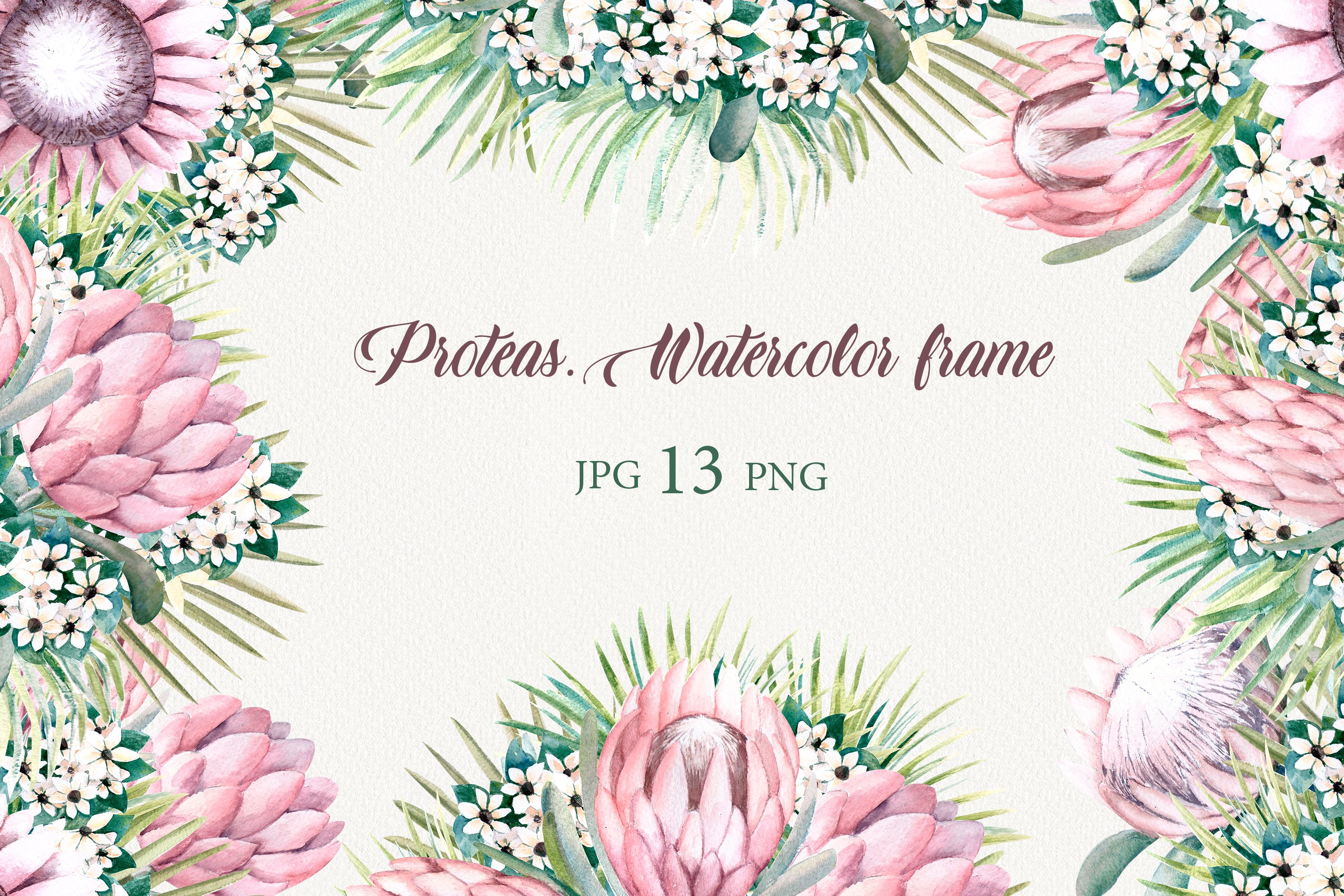 絵画 額縁付 プロテア protea Protea flowers. Watercolor frames.