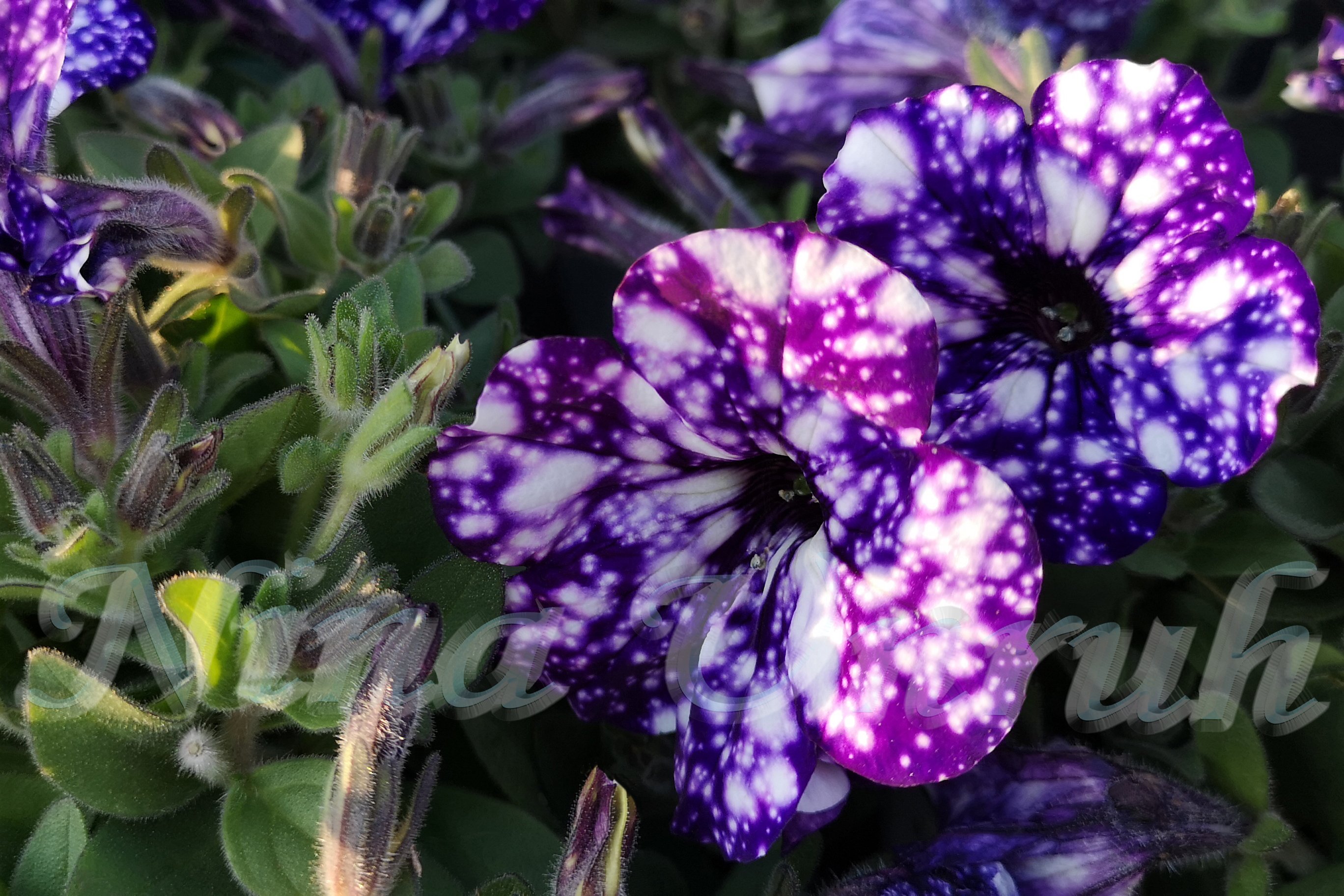 Amazon.com: Black And Purple Petunias By Georgia O'Keeffe