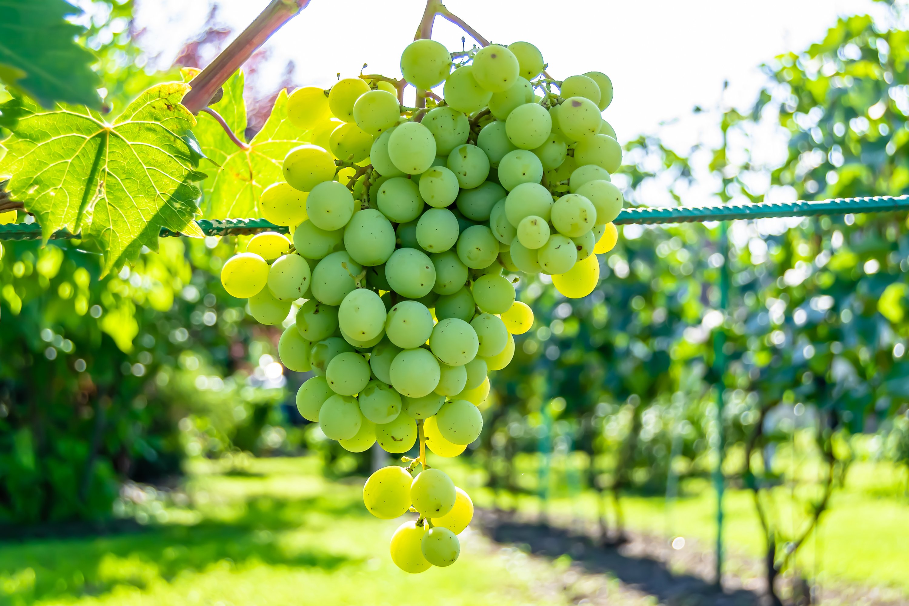 Beautiful Grapes Garden