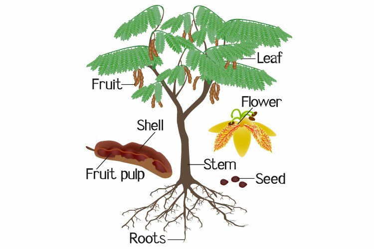 Parts Of Tamarind Plant Isolated On A White Background 1197737 Illustrations Design Bundles