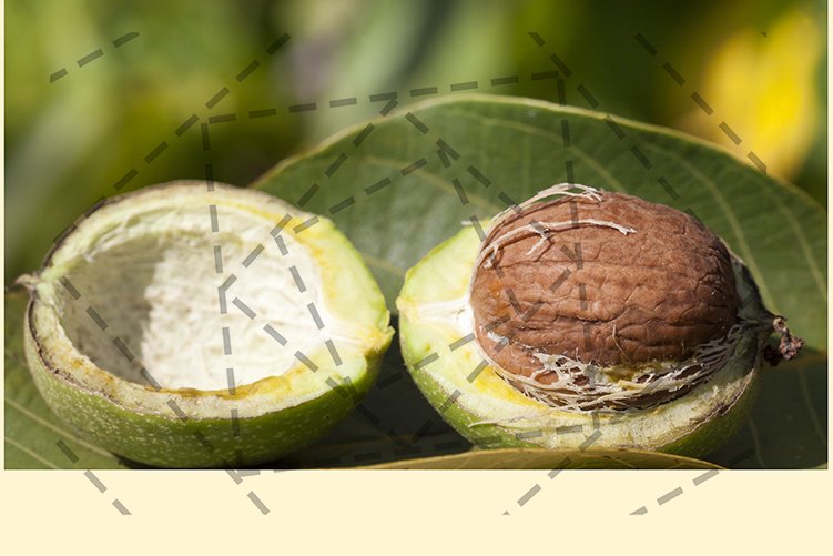 green part of a walnut (714378) Nature Design Bundles