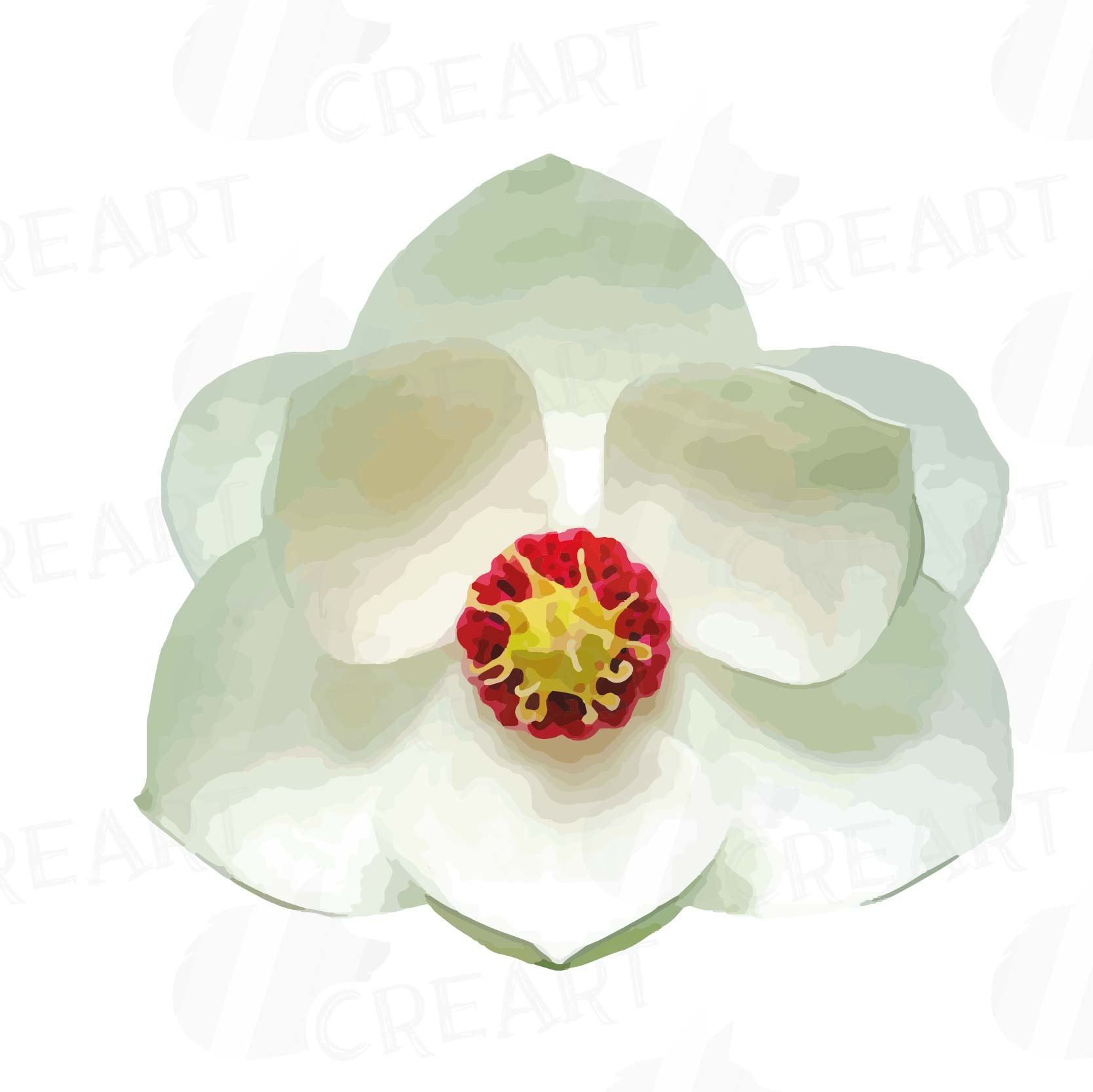 Watercolor white Magnolia flowers and leafs clip art pack, magnolias