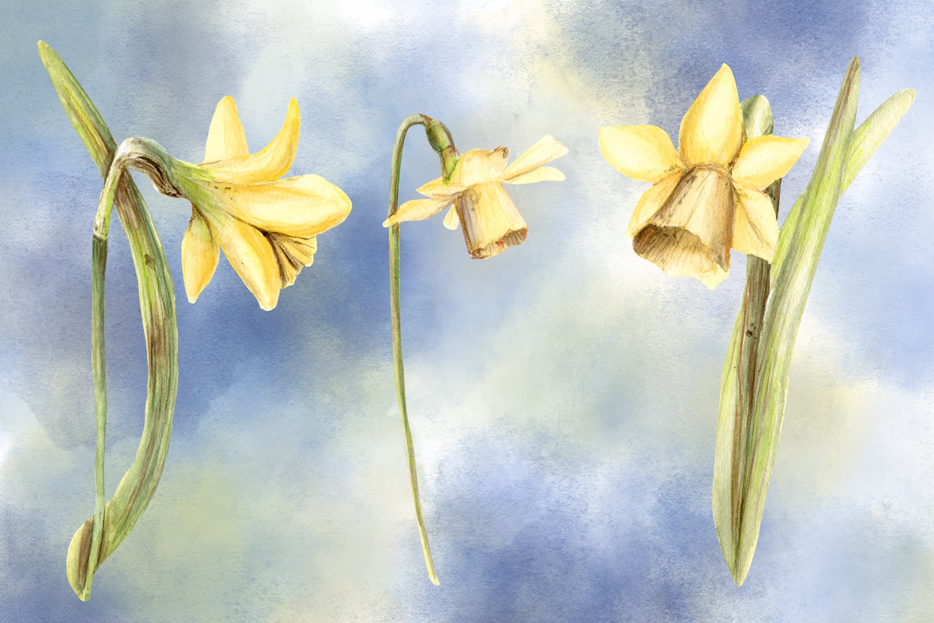 Spring Blossom Watercolor Flowers Hand Painted Tulips Daffodils and ...