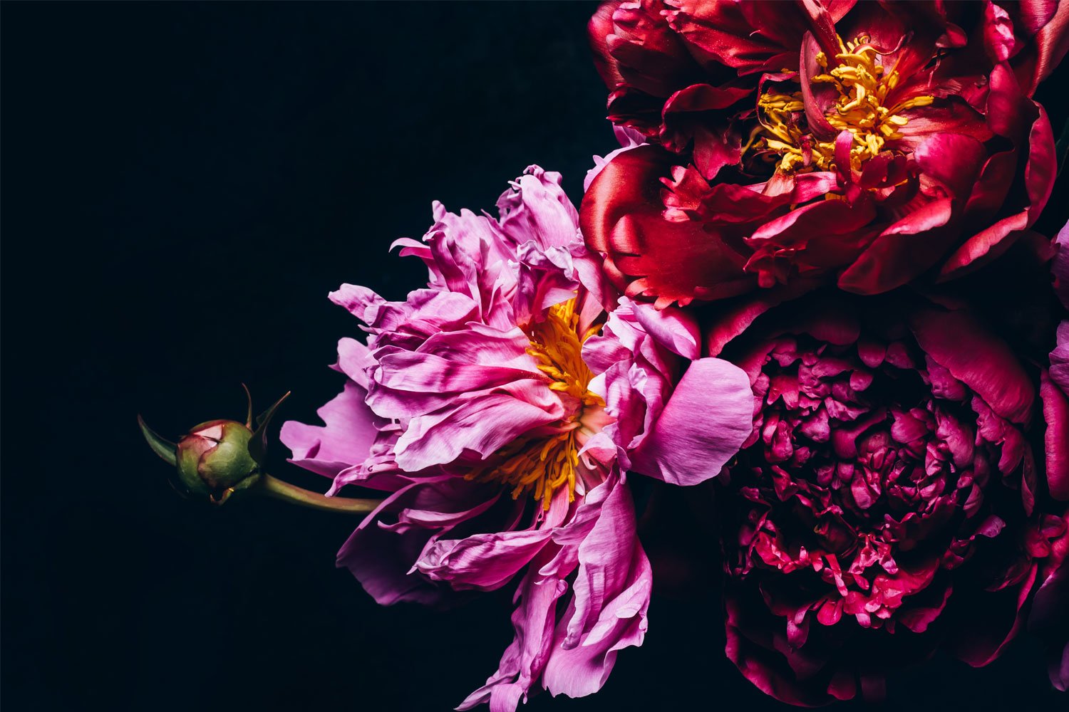 Dark peonies (714639) Arts and Entertainment Design Bundles