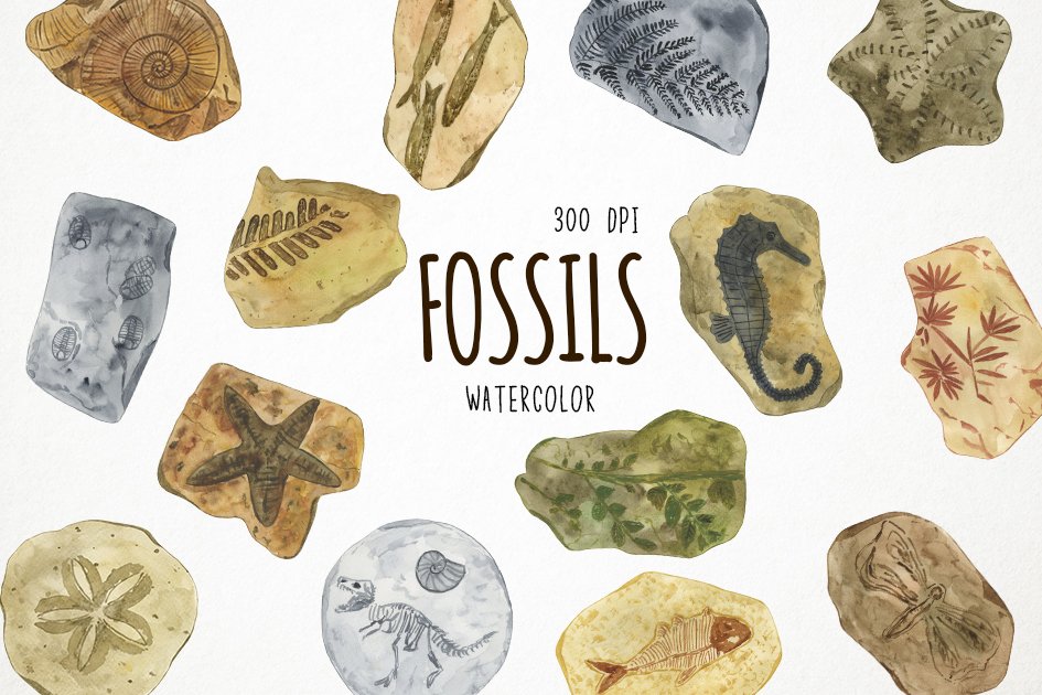 Watercolor Fossils Clipart, Fossils Clip Art, Fossil Clipart (103009