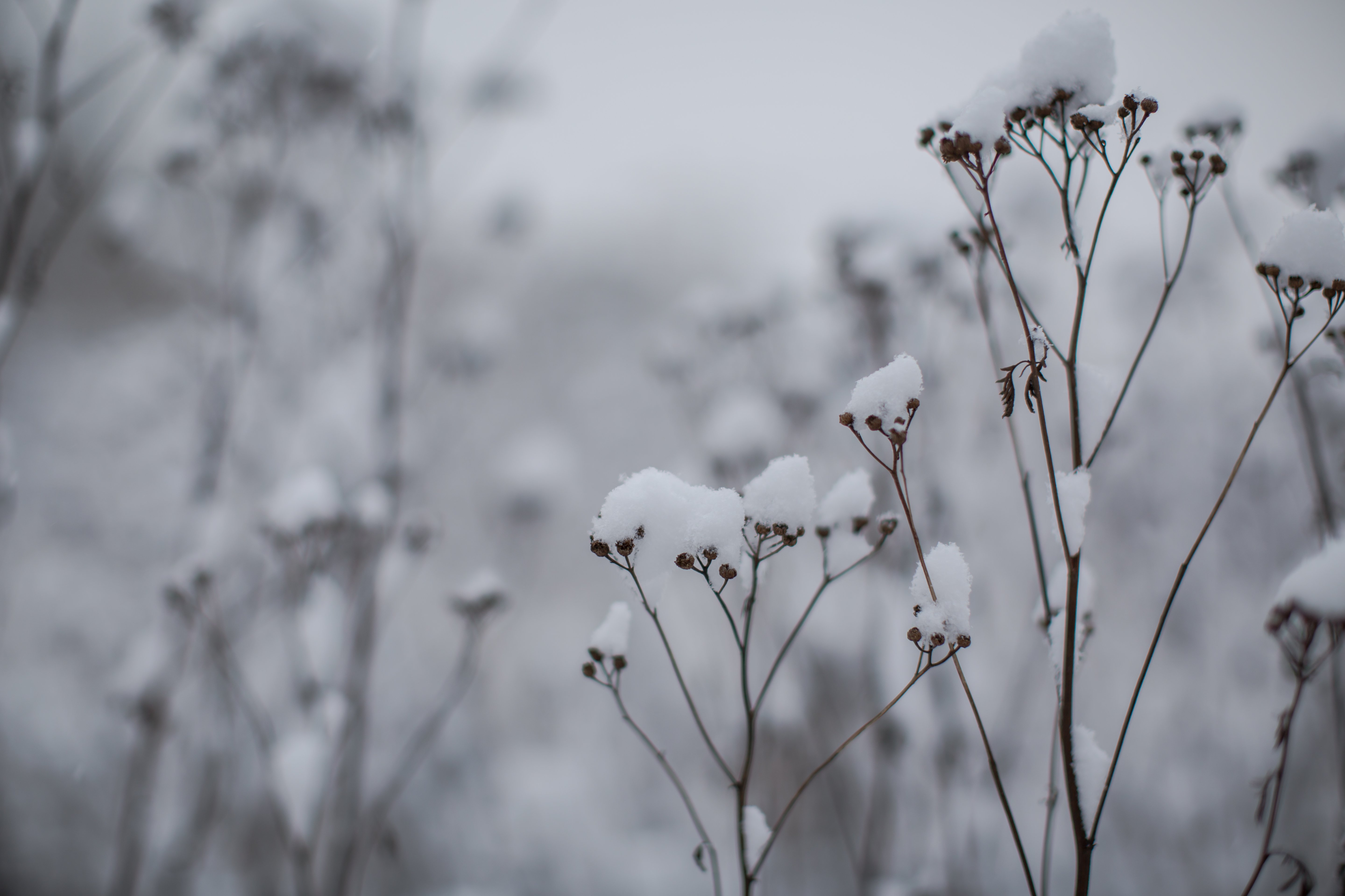 Wild winter flowers under the snow