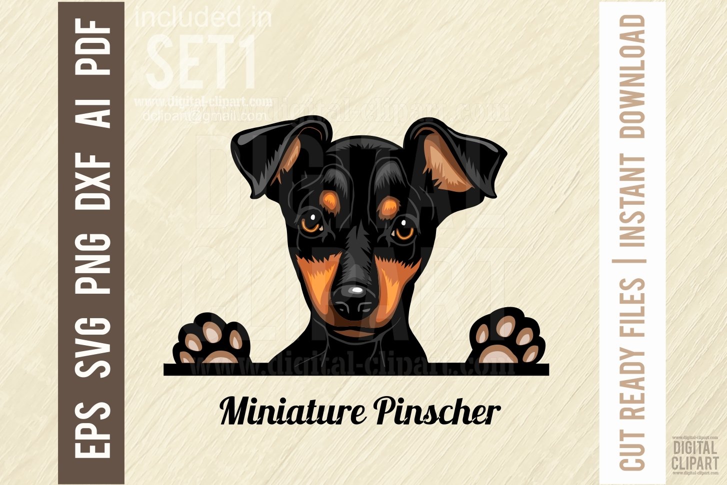 Miniature Pinscher - Peeking Dog Color SVG Pet (2682992)