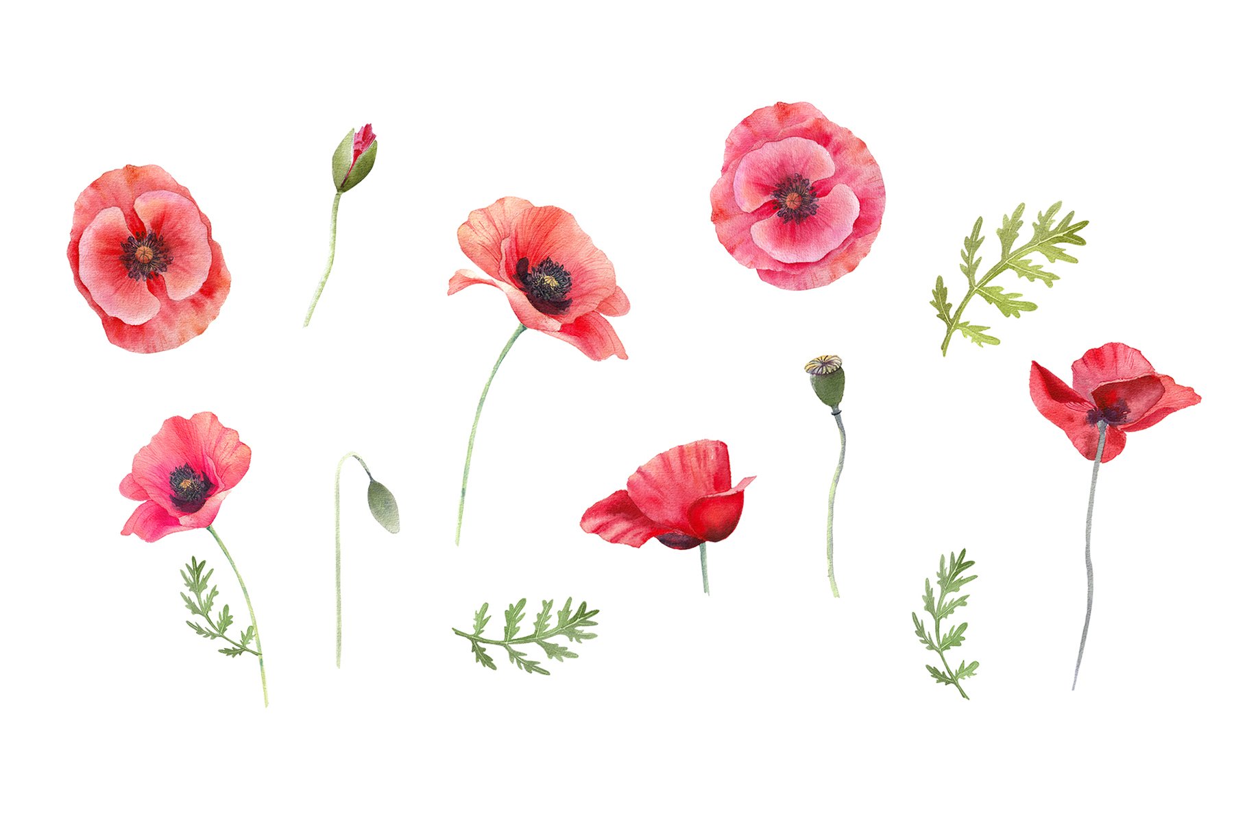 Watercolor Poppies Clipart. Red flowers PNG, image size:1800x1200