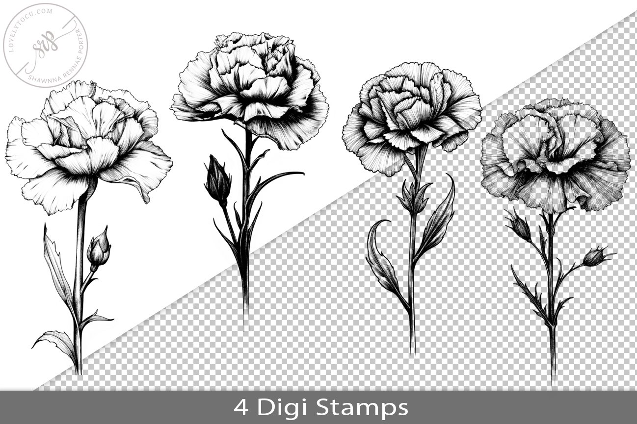 Carnation flowers clipart, black line art PNG overlay, image size:1298x865