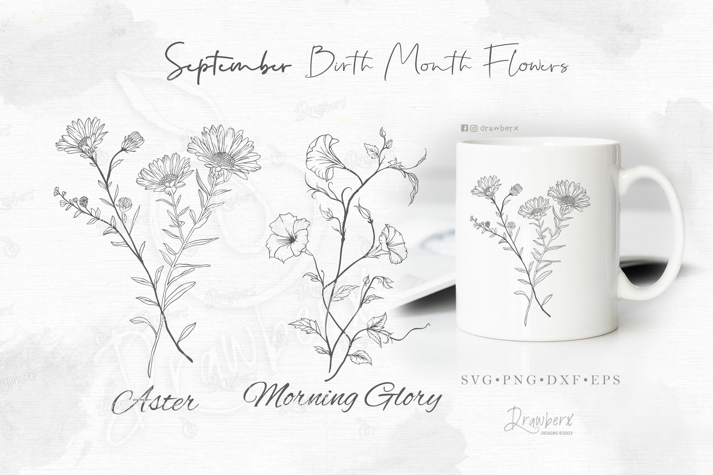 Aster and Morning Glory Tattoo Design