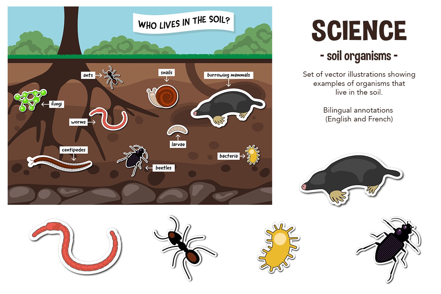 Soil Organisms Vector And PNG Illustrations 42 OFF