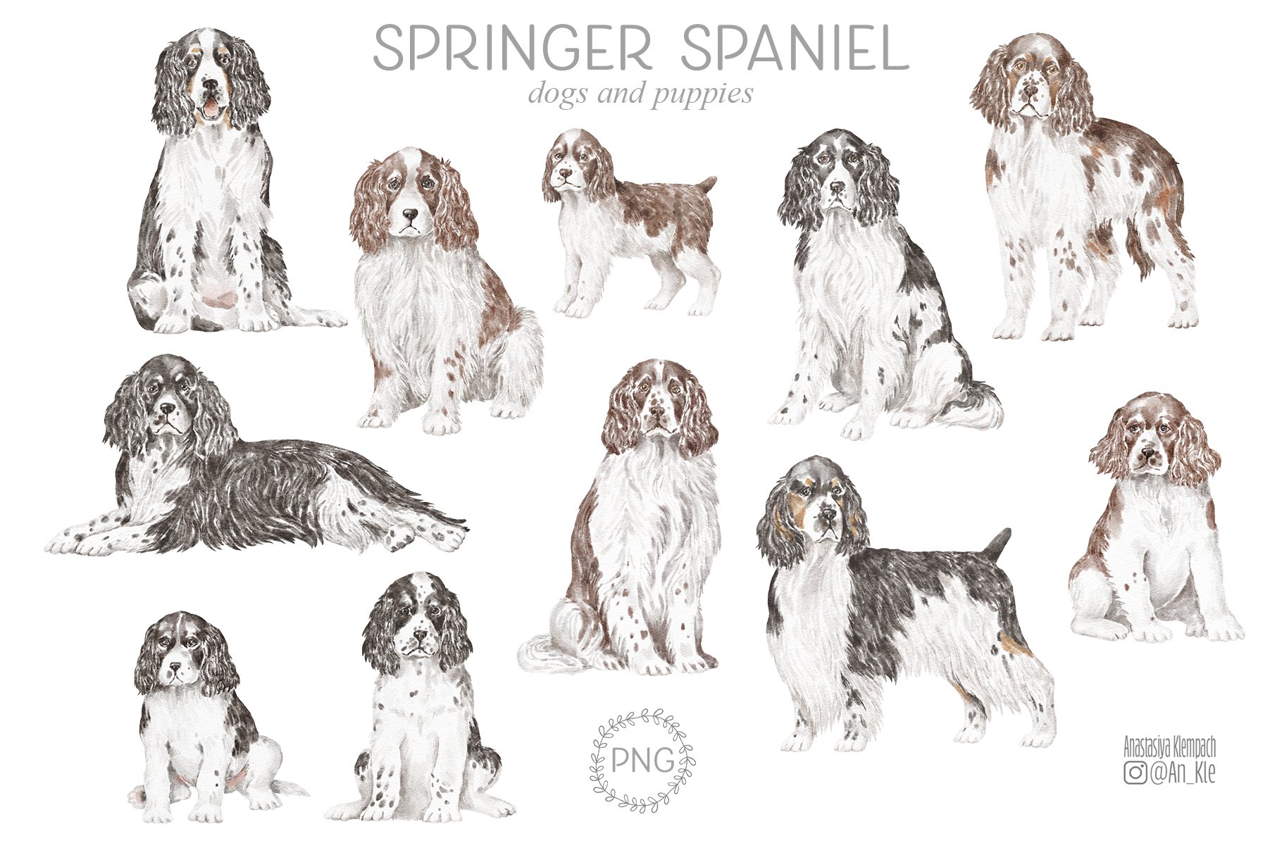 Springer Spaniel dog breed clipart png