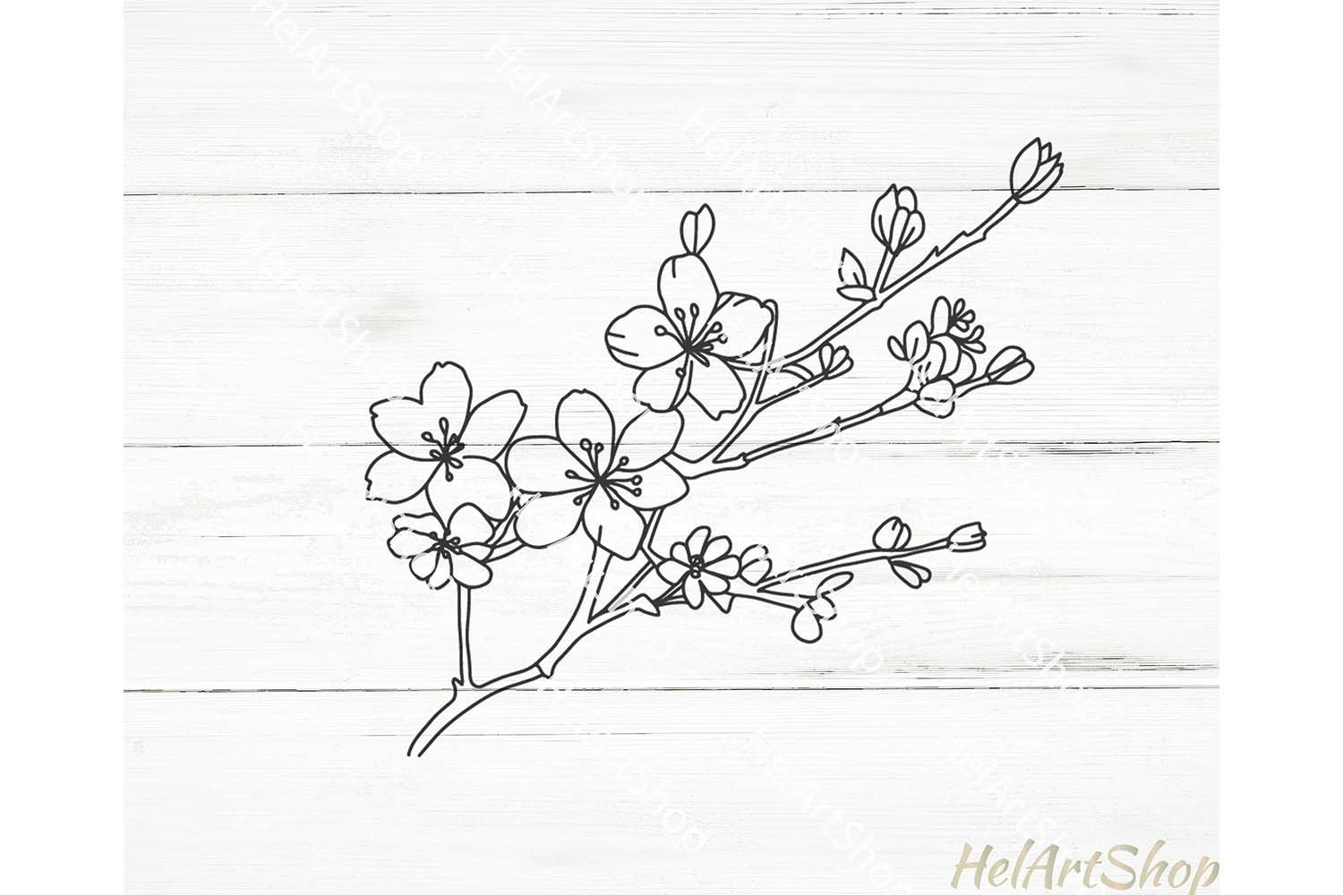 Cherry Blossom SVG (2521441)