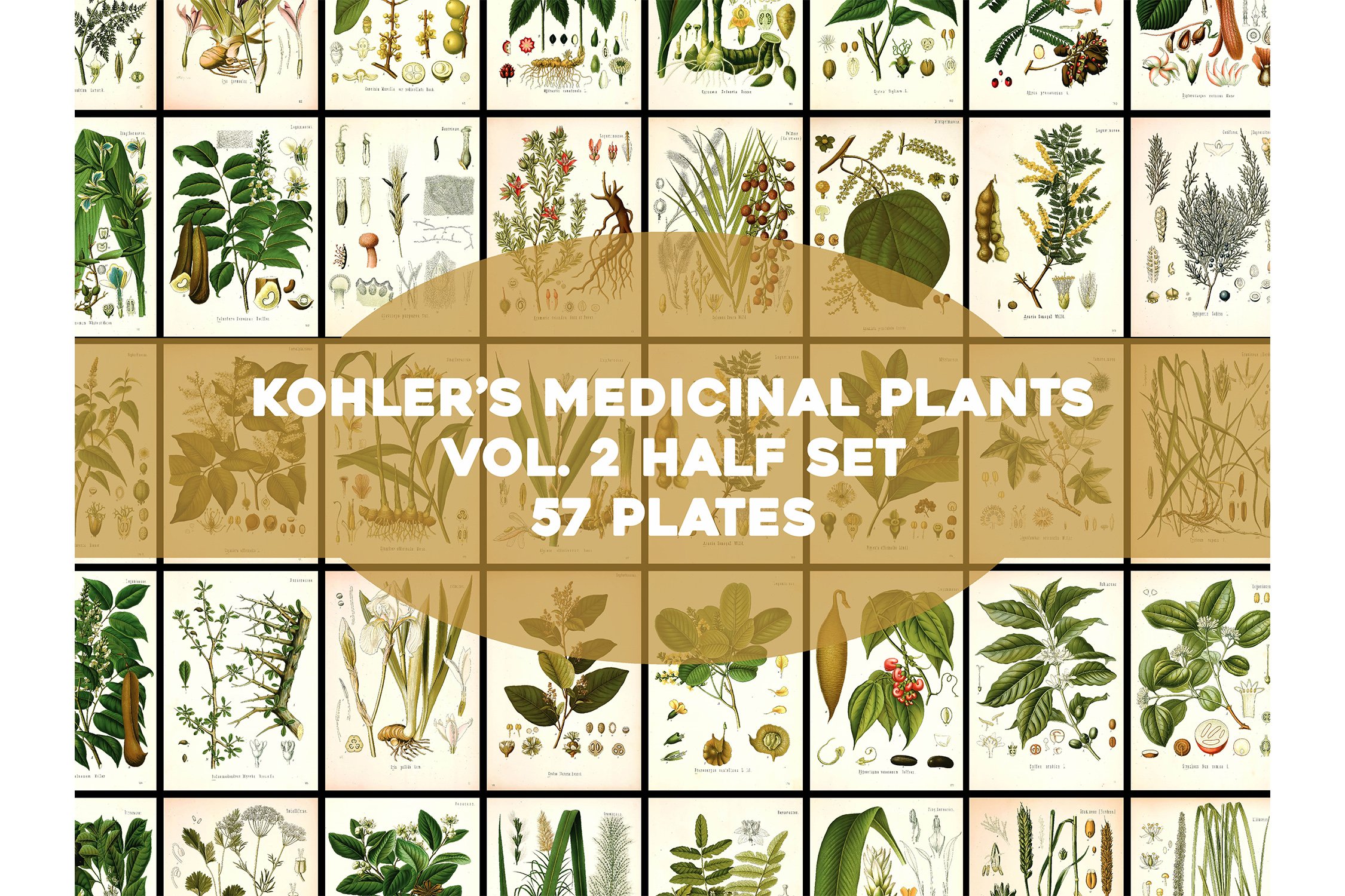 Kohler's Medicinal Plants Book 2 set 1 High Res Image Bundle