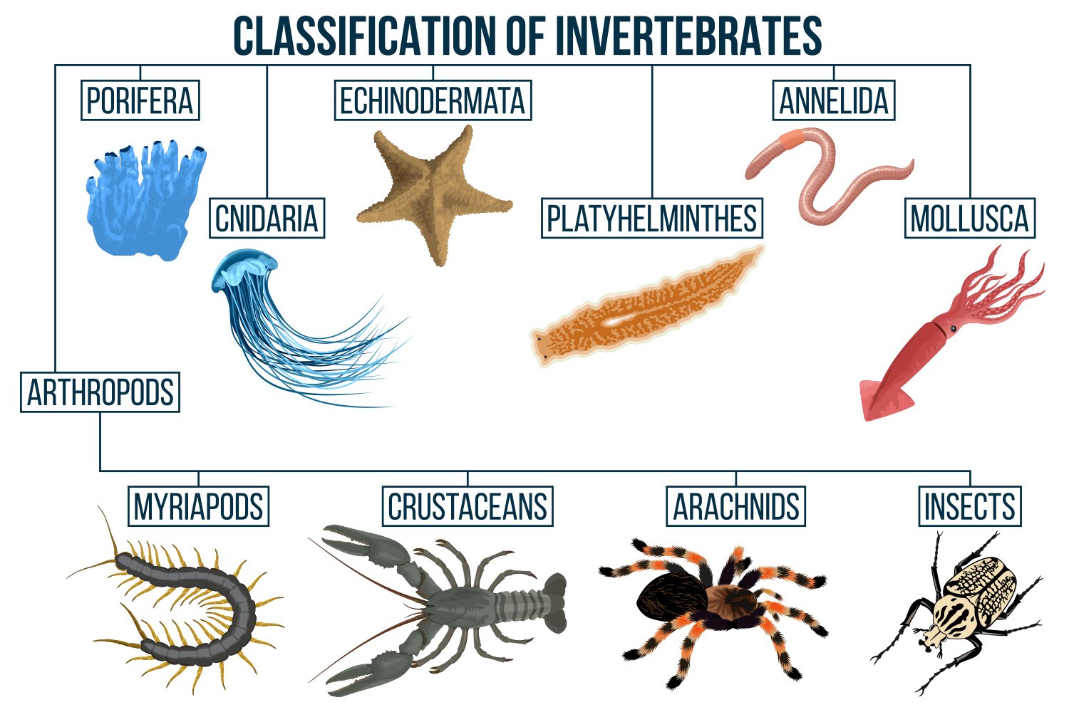 Classification Of Invertebrates Chart With Definitions And 57 OFF