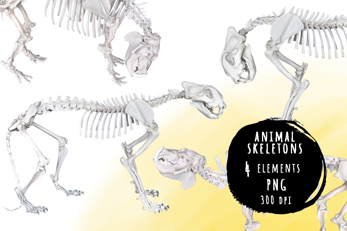 Animals skeletons bundle