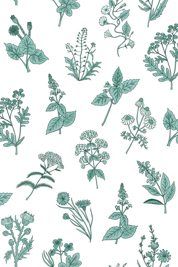 Vector hand drawn medical herbs pattern or (846766)