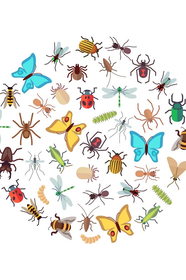 Flat insects icons round concept