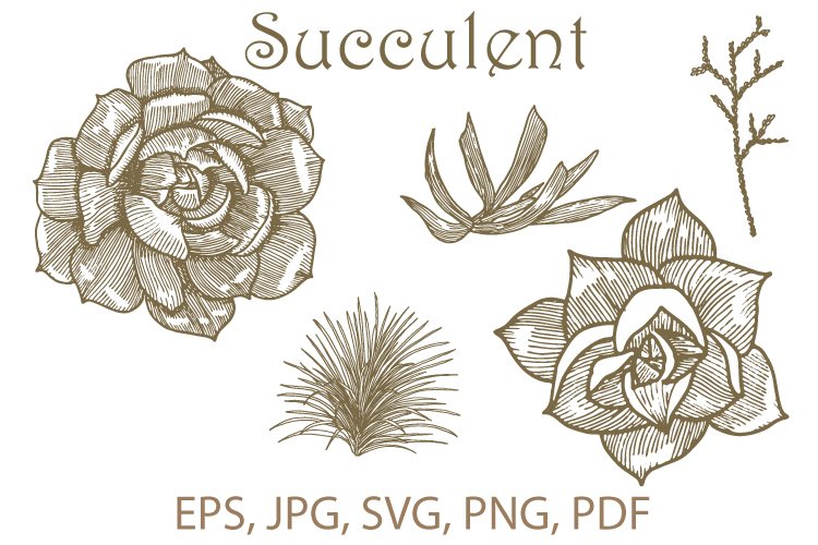 Succulent clipart, graphics, doodle