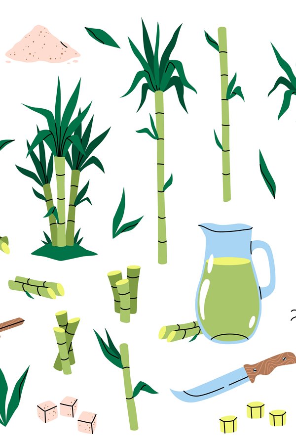 Sugarcane plant. Different parts cane, tropical green leaves