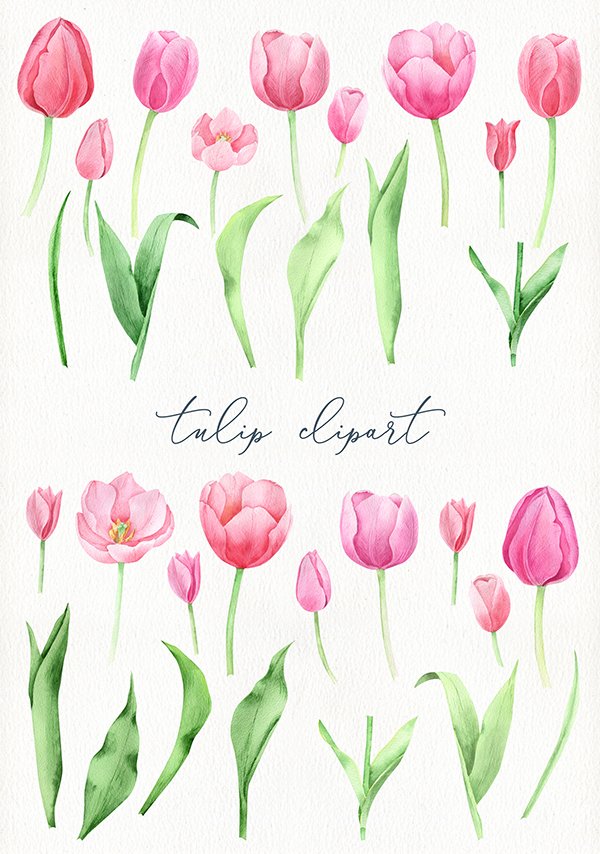 Spring watercolor flowers, pink tulip flower with stem, png