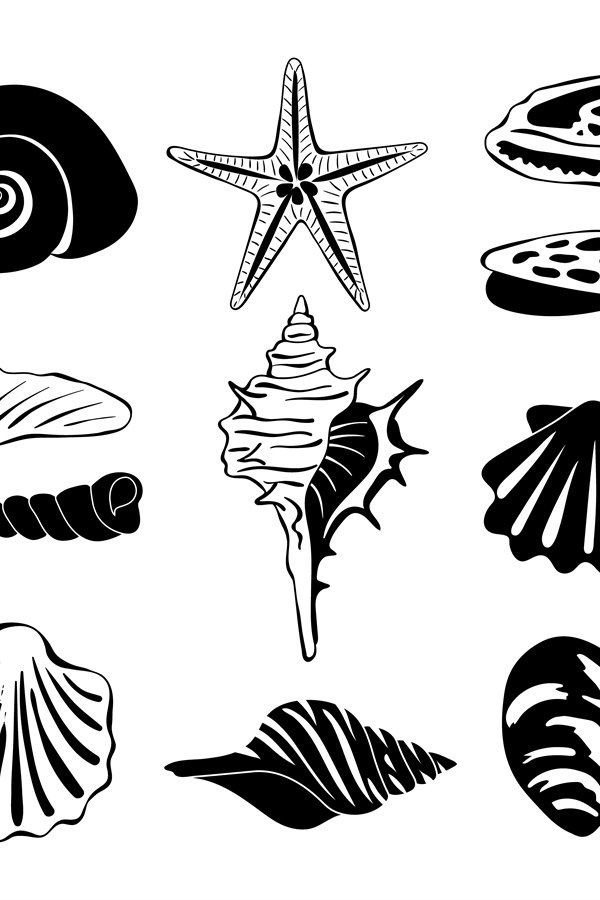 Black monochrome illustration of marine shells. Vector silho
