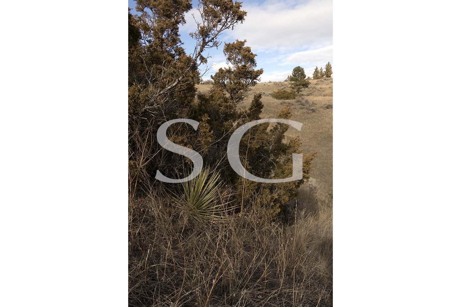Juniper tree with Yucca plant