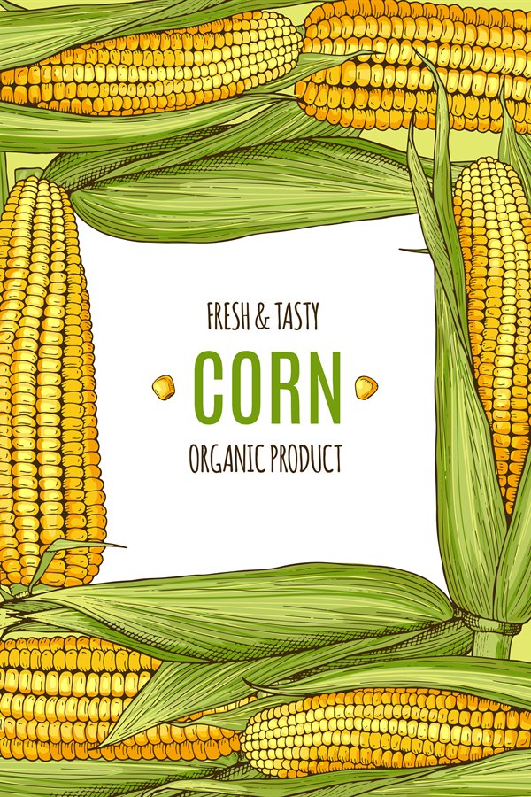 Colored background illustration with corn. Design template w