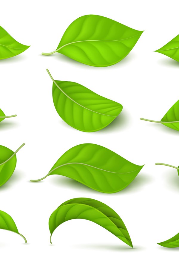 Realistic green tea leaves with water drops isolated on whit